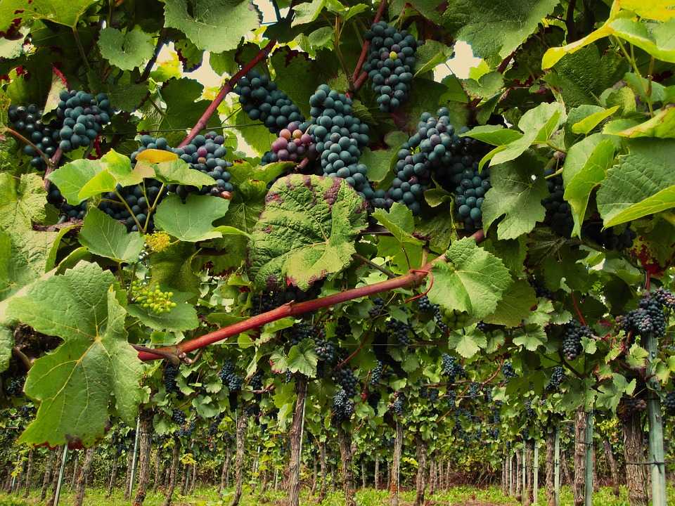 Pinot Noir